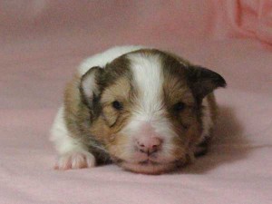 シェットランドシープドッグ（シェルティー）子犬販売情報、男の子（オス）、セーブル＆ホワイト、2016年01月02日産まれ、神奈川県ブリーダー、ID9563。お顔