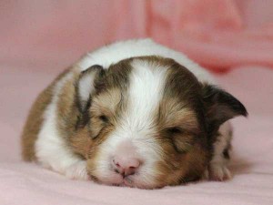 シェットランドシープドッグ（シェルティー）子犬販売情報、男の子（オス）、セーブル＆ホワイト、2016年01月02日産まれ、神奈川県ブリーダー、ID9563。お顔2