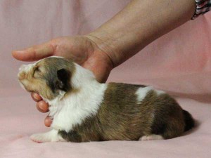 シェットランドシープドッグ（シェルティー）子犬販売情報、男の子（オス）、セーブル＆ホワイト、2016年01月02日産まれ、神奈川県ブリーダー、ID9563。左側面