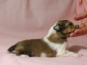 シェットランドシープドッグ（シェルティー）子犬販売情報、男の子（オス）、セーブル＆ホワイト、2016年01月02日産まれ、神奈川県ブリーダー、ID9563。右側面