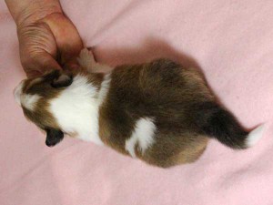 シェットランドシープドッグ（シェルティー）子犬販売情報、男の子（オス）、セーブル＆ホワイト、2016年01月02日産まれ、神奈川県ブリーダー、ID9563。背中