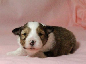 シェットランドシープドッグ（シェルティー）子犬販売情報、男の子（オス）、セーブル＆ホワイト、2016年01月02日産まれ、神奈川県ブリーダー、ID9564。お顔3