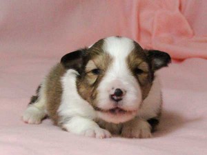 シェットランドシープドッグ（シェルティー）子犬販売情報、男の子（オス）、セーブル＆ホワイト、2016年01月02日産まれ、神奈川県ブリーダー、ID9564。お顔2
