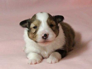 シェットランドシープドッグ（シェルティー）子犬販売情報、男の子（オス）、セーブル＆ホワイト、2016年01月02日産まれ、神奈川県ブリーダー、ID9564。お顔