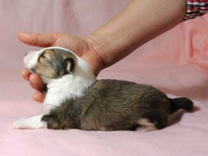 シェットランドシープドッグ（シェルティー）子犬販売情報、男の子（オス）、セーブル＆ホワイト、2016年01月02日産まれ、神奈川県ブリーダー、ID9564。左側面