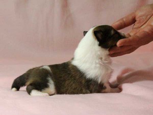シェットランドシープドッグ（シェルティー）子犬販売情報、男の子（オス）、セーブル＆ホワイト、2016年01月02日産まれ、神奈川県ブリーダー、ID9564。右側面