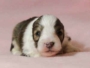 シェットランドシープドッグ（シェルティー）子犬販売情報、男の子（オス）、セーブル＆ホワイト、2016年01月05日産まれ、神奈川県ブリーダー、ID9566。お顔