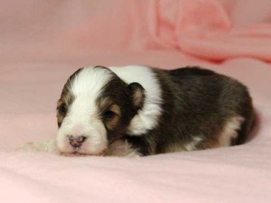 シェットランドシープドッグ（シェルティー）子犬販売情報、男の子（オス）、セーブル＆ホワイト、2016年01月05日産まれ、神奈川県ブリーダー、ID9566。フセ