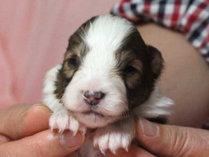 シェットランドシープドッグ（シェルティー）子犬販売情報、男の子（オス）、セーブル＆ホワイト、2016年01月05日産まれ、神奈川県ブリーダー、ID9566。お顔2