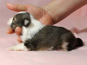 シェットランドシープドッグ（シェルティー）子犬販売情報、男の子（オス）、セーブル＆ホワイト、2016年01月05日産まれ、神奈川県ブリーダー、ID9566。左側面