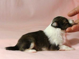 シェットランドシープドッグ（シェルティー）子犬販売情報、男の子（オス）、セーブル＆ホワイト、2016年01月05日産まれ、神奈川県ブリーダー、ID9566。右側面