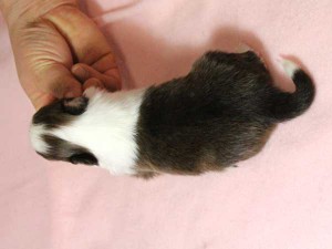 シェットランドシープドッグ（シェルティー）子犬販売情報、男の子（オス）、セーブル＆ホワイト、2016年01月05日産まれ、神奈川県ブリーダー、ID9566。背中