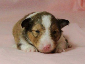 シェットランドシープドッグ（シェルティー）子犬販売情報、男の子（オス）、セーブル＆ホワイト、2016年01月02日産まれ、神奈川県ブリーダー、ID9565。お顔2