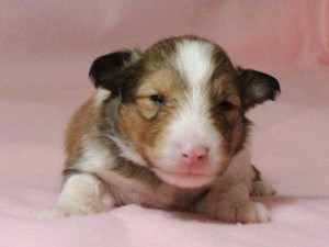 シェットランドシープドッグ（シェルティー）子犬販売情報、男の子（オス）、セーブル＆ホワイト、2016年01月02日産まれ、神奈川県ブリーダー、ID9565。お顔
