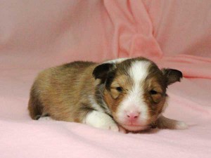 シェットランドシープドッグ（シェルティー）子犬販売情報、男の子（オス）、セーブル＆ホワイト、2016年01月02日産まれ、神奈川県ブリーダー、ID9565。お顔3