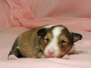 シェットランドシープドッグ（シェルティー）子犬販売情報、男の子（オス）、セーブル＆ホワイト、2016年01月02日産まれ、神奈川県ブリーダー、ID9565。お顔4