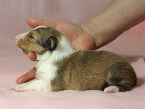 シェットランドシープドッグ（シェルティー）子犬販売情報、男の子（オス）、セーブル＆ホワイト、2016年01月02日産まれ、神奈川県ブリーダー、ID9565。左側面