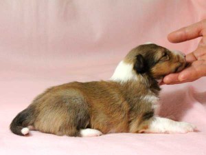シェットランドシープドッグ（シェルティー）子犬販売情報、男の子（オス）、セーブル＆ホワイト、2016年01月02日産まれ、神奈川県ブリーダー、ID9565。右側面