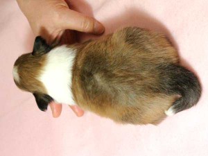 シェットランドシープドッグ（シェルティー）子犬販売情報、男の子（オス）、セーブル＆ホワイト、2016年01月02日産まれ、神奈川県ブリーダー、ID9565。背中
