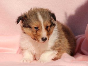 シェットランドシープドッグ（シェルティー）子犬販売情報、男の子（オス）、セーブル＆ホワイト、2016年01月02日産まれ、神奈川県ブリーダー、ID9560。フセ