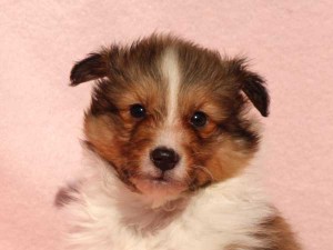シェットランドシープドッグ（シェルティー）子犬販売情報、男の子（オス）、セーブル＆ホワイト、2016年01月02日産まれ、神奈川県ブリーダー、ID9560。お顔