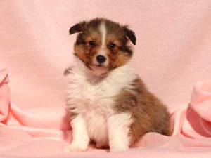 シェットランドシープドッグ（シェルティー）子犬販売情報、男の子（オス）、セーブル＆ホワイト、2016年01月02日産まれ、神奈川県ブリーダー、ID9560。おすわり