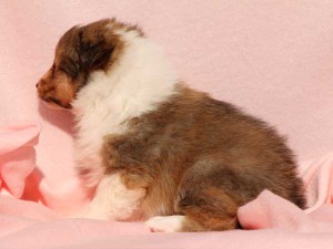 シェットランドシープドッグ（シェルティー）子犬販売情報、男の子（オス）、セーブル＆ホワイト、2016年01月02日産まれ、神奈川県ブリーダー、ID9560。左側面