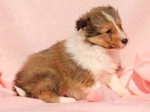 シェットランドシープドッグ（シェルティー）子犬販売情報、男の子（オス）、セーブル＆ホワイト、2016年01月02日産まれ、神奈川県ブリーダー、ID9560。右側面