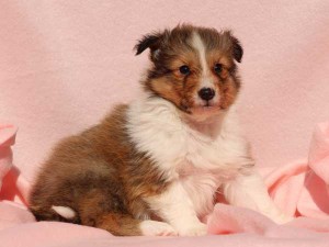 シェットランドシープドッグ（シェルティー）子犬販売情報、男の子（オス）、セーブル＆ホワイト、2016年01月02日産まれ、神奈川県ブリーダー、ID9560。右側面