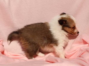 シェットランドシープドッグ（シェルティー）子犬販売情報、男の子（オス）、セーブル＆ホワイト、2016年01月02日産まれ、神奈川県ブリーダー、ID9561。右側面