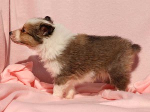 シェットランドシープドッグ（シェルティー）子犬販売情報、男の子（オス）、セーブル＆ホワイト、2016年01月02日産まれ、神奈川県ブリーダー、ID9561。左側面
