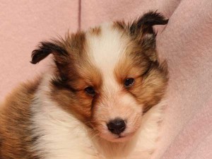 シェットランドシープドッグ（シェルティー）子犬販売情報、男の子（オス）、セーブル＆ホワイト、2016年01月02日産まれ、神奈川県ブリーダー、ID9561、お顔