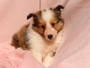 シェットランドシープドッグ（シェルティー）子犬販売情報、男の子（オス）、セーブル＆ホワイト、2016年1月2日産まれ、神奈川県ブリーダー、ID9561、正面