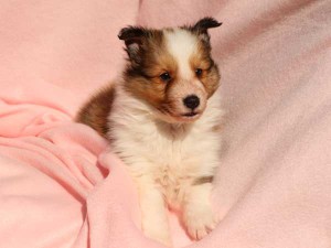 シェットランドシープドッグ（シェルティー）子犬販売情報、男の子（オス）、セーブル＆ホワイト、2016年01月02日産まれ、神奈川県ブリーダー、ID9561。正面2