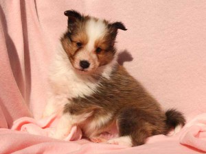 シェットランドシープドッグ（シェルティー）子犬販売情報、男の子（オス）、セーブル＆ホワイト、2016年01月02日産まれ、神奈川県ブリーダー、ID9561。おすわり（横向き）