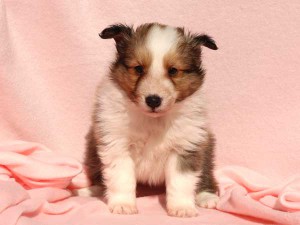シェットランドシープドッグ（シェルティー）子犬販売情報、男の子（オス）、セーブル＆ホワイト、2016年01月02日産まれ、神奈川県ブリーダー、ID9561。おすわり