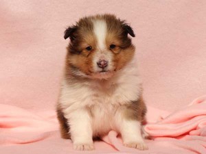シェットランドシープドッグ（シェルティー）子犬販売情報、男の子（オス）、セーブル＆ホワイト、2016年01月02日産まれ、神奈川県ブリーダー、ID9563。正面