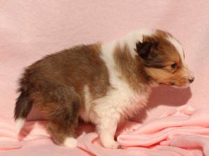 シェットランドシープドッグ（シェルティー）子犬販売情報、男の子（オス）、セーブル＆ホワイト、2016年01月02日産まれ、神奈川県ブリーダー、ID9563。右側面2
