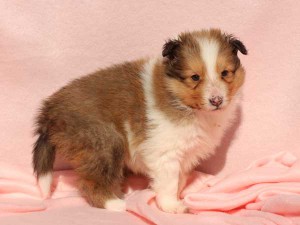 シェットランドシープドッグ（シェルティー）子犬販売情報、男の子（オス）、セーブル＆ホワイト、2016年01月02日産まれ、神奈川県ブリーダー、ID9563。右側面