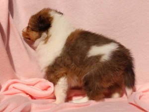 シェットランドシープドッグ（シェルティー）子犬販売情報、男の子（オス）、セーブル＆ホワイト、2016年01月02日産まれ、神奈川県ブリーダー、ID9563。左側面