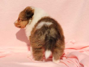 シェットランドシープドッグ（シェルティー）子犬販売情報、男の子（オス）、セーブル＆ホワイト、2016年01月02日産まれ、神奈川県ブリーダー、ID9563。後ろ向き