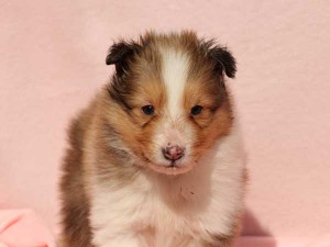 シェットランドシープドッグ（シェルティー）子犬販売情報、男の子（オス）、セーブル＆ホワイト、2016年01月02日産まれ、神奈川県ブリーダー、ID9563。正面2