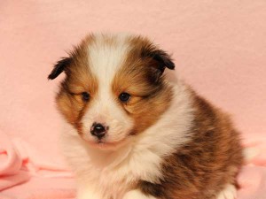 シェットランドシープドッグ（シェルティー）子犬販売情報、男の子（オス）、セーブル＆ホワイト、2016年01月02日産まれ、神奈川県ブリーダー、ID9564。正面3
