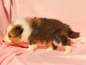 シェットランドシープドッグ（シェルティー）子犬販売情報、男の子（オス）、セーブル＆ホワイト、2016年01月02日産まれ、神奈川県ブリーダー、ID9564。左側面