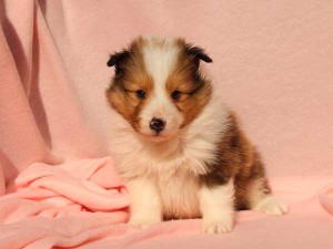 シェットランドシープドッグ（シェルティー）子犬販売情報、男の子（オス）、セーブル＆ホワイト、2016年01月02日産まれ、神奈川県ブリーダー、ID9564。正面2