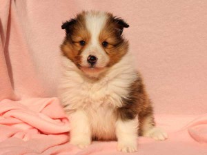 シェットランドシープドッグ（シェルティー）子犬販売情報、男の子（オス）、セーブル＆ホワイト、2016年01月02日産まれ、神奈川県ブリーダー、ID9564。正面