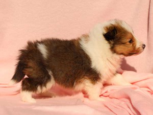 シェットランドシープドッグ（シェルティー）子犬販売情報、男の子（オス）、セーブル＆ホワイト、2016年01月02日産まれ、神奈川県ブリーダー、ID9564。右側面