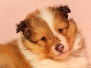 シェットランドシープドッグ（シェルティー）子犬販売情報、男の子（オス）、セーブル＆ホワイト、2016年01月02日産まれ、神奈川県ブリーダー、ID9562。お顔