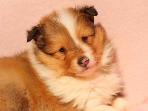 シェットランドシープドッグ（シェルティー）子犬販売情報、男の子（オス）、セーブル＆ホワイト、2016年01月02日産まれ、神奈川県ブリーダー、ID9562。お顔2