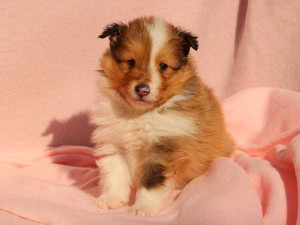 シェットランドシープドッグ（シェルティー）子犬販売情報、男の子（オス）、セーブル＆ホワイト、2016年01月02日産まれ、神奈川県ブリーダー、ID9562。正面